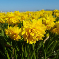 Луковицы нарцисса Tete de Luxe Горшок  0,5 л