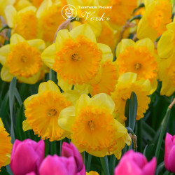 Луковицы нарцисса Ferris Wheel Горшок 0,5 л