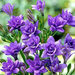 Луковицы фрезии махровой Blue