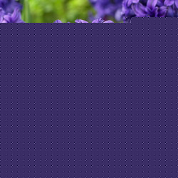 Луковицы гиацинта Manhattan Горшок  0,5 л