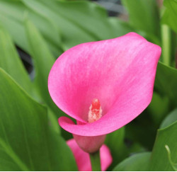 Цибулини кал Le Reve