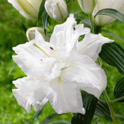 Цибулини лілії Bowl Of Beauty