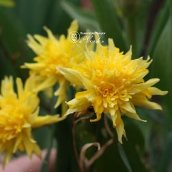 Цибулини нарцису Rip van Winkle Горщик 0,5 л