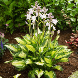 Корневища хосты Colored Hulk