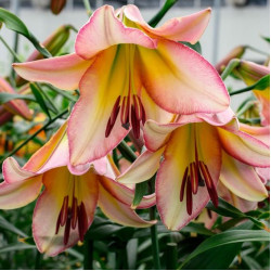 Луковицы лилии Beijing Moon