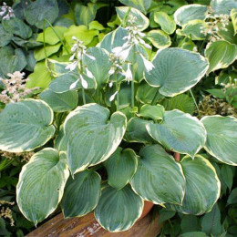 Корневища хосты Pizzazz 