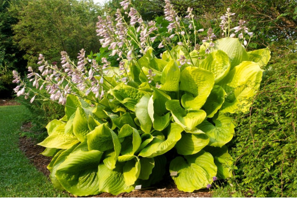 Корневища хосты Sum and Substance