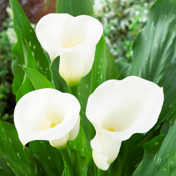 Цибулини кали Ivory Art