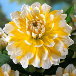 Бульби жоржини Seattle