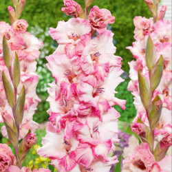 Луковицы гладиолуса Cherry Candy