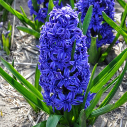 Луковицы гиацинта Crystal Palace  Горшок  0,5 л