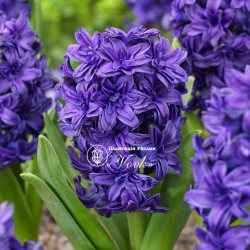 Цибулини гіацинту Manhattan Горщик 0,5 л