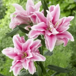 Луковицы лилии Roselily Lucia