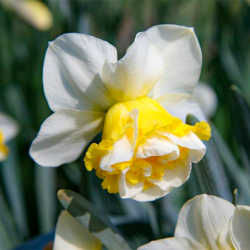 Цибулини нарцису Wave Горщик 0,5 л