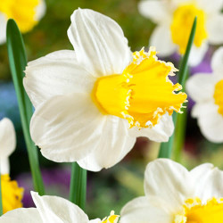 Цибулини нарцису Sugar Dipped Горщик 0,5 л