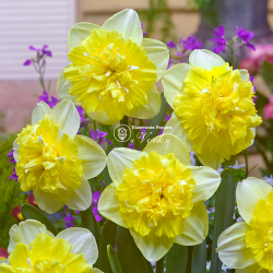 Луковицы нарцисса Full House Горшок  0,5 л