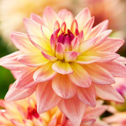 Клубни георгины Melody Dora