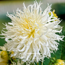 Клубни георгины Tsuki-Yori-No-Shisha