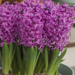 Луковицы гиацинта Paul Hermann Горшок  0,5 л