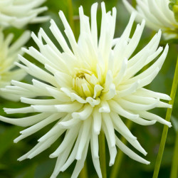 Клубни георгины Playa Blanca