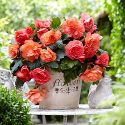 Бульби бегонії Cascade Odorosa Sweet Pink