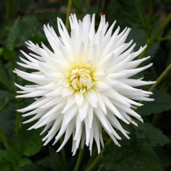 Клубни георгины My Love