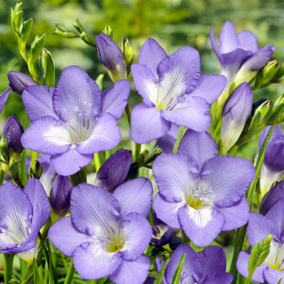 Цибулини фрезії простої Purple