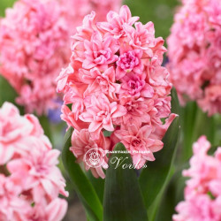 Цибулини гіацинту Spring Beauty Горщик 0,5 л