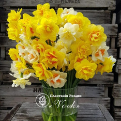 Цибулини нарцису Махровий Мікс Горщик 1 л