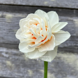 Цибулини нарцису Gay Tabor Горщик 0,5 л