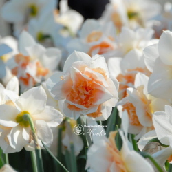 Цибулини нарцису Replete Горщик 0,5 л