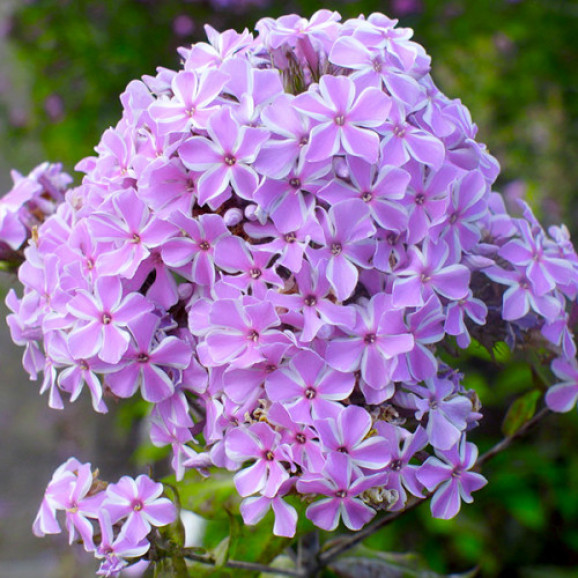 Корневища флокса All in One