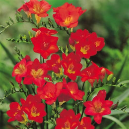 Цибулини фрезії простої Red