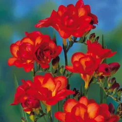 Луковицы фрезии махровой Red