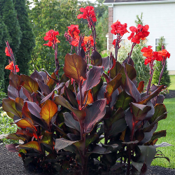 Бульби канни Red Stripe