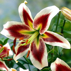 Луковицы лилии Beverly Dreams