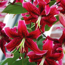 Луковицы лилии Miss Feya