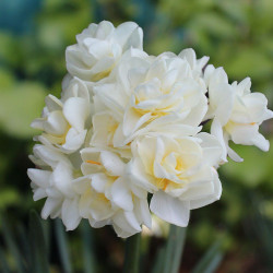 Цибулини нарцису White Marvel Горщик 0,5 л