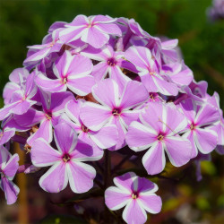 Корневища флокса All in One