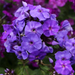 Корневища флокса Amethyst