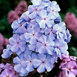 Корневища флокса Blue Boy