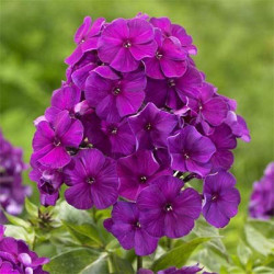 Корневища флокса Nicky 