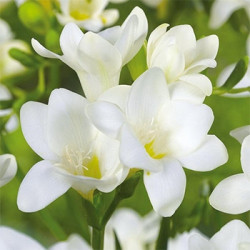 Луковицы фрезии простой White