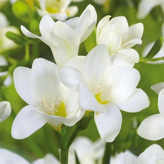 Цибулини фрезії простої White