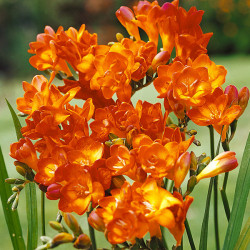 Луковицы фрезии махровой Orange