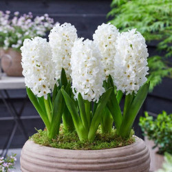 Цибулини гіацинту White Pearl Горщик 0,5 л