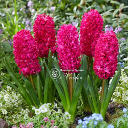 Цибулини гіацинту Jan Bos Горщик 0,5 л