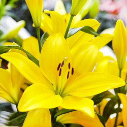 Луковицы лилии El Divo