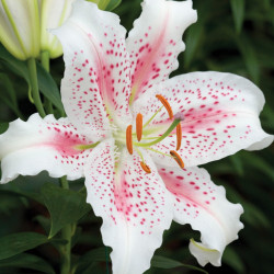 Луковицы лилии Muscadet