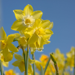 Луковицы нарцисса Pipit Горшок 0,5 л